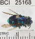  ( - YB-BCI25168)  @12 [ ] No Rights Reserved (2011) Yves Basset Smithsonian Tropical Research Institute
