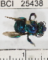  ( - YB-BCI25438)  @11 [ ] No Rights Reserved (2011) Yves Basset Smithsonian Tropical Research Institute