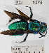  ( - YB-BCI1575)  @11 [ ] No Rights Reserved (2011) Yves Basset Smithsonian Tropical Research Institute