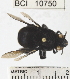  ( - YB-BCI10750)  @13 [ ] No Rights Reserved (2011) Yves Basset Smithsonian Tropical Research Institute