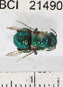  ( - YB-BCI21490)  @11 [ ] No Rights Reserved (2011) Yves Basset Smithsonian Tropical Research Institute