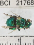  ( - YB-BCI21768)  @11 [ ] No Rights Reserved (2011) Yves Basset Smithsonian Tropical Research Institute