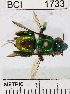  ( - YB-BCI1733)  @13 [ ] No Rights Reserved (2011) Yves Basset Smithsonian Tropical Research Institute