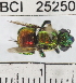 ( - YB-BCI25250)  @11 [ ] No Rights Reserved (2011) Yves Basset Smithsonian Tropical Research Institute