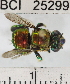  ( - YB-BCI25299)  @14 [ ] No Rights Reserved (2011) Yves Basset Smithsonian Tropical Research Institute