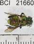  ( - YB-BCI21660)  @11 [ ] No Rights Reserved (2011) Yves Basset Smithsonian Tropical Research Institute