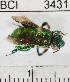  ( - YB-BCI3431)  @14 [ ] No Rights Reserved (2011) Yves Basset Smithsonian Tropical Research Institute