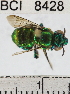  ( - YB-BCI8428)  @11 [ ] No Rights Reserved (2011) Yves Basset Smithsonian Tropical Research Institute