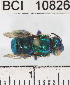  ( - YB-BCI10826)  @11 [ ] No Rights Reserved (2011) Yves Basset Smithsonian Tropical Research Institute