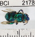  ( - YB-BCI2178)  @11 [ ] No Rights Reserved (2011) Yves Basset Smithsonian Tropical Research Institute