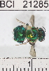  ( - YB-BCI21285)  @12 [ ] No Rights Reserved (2011) Yves Basset Smithsonian Tropical Research Institute