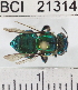  ( - YB-BCI21314)  @12 [ ] No Rights Reserved (2011) Yves Basset Smithsonian Tropical Research Institute