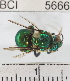  ( - YB-BCI5666)  @14 [ ] No Rights Reserved (2011) Yves Basset Smithsonian Tropical Research Institute