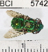  ( - YB-BCI5742)  @14 [ ] No Rights Reserved (2011) Yves Basset Smithsonian Tropical Research Institute