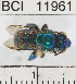  ( - YB-BCI11961)  @11 [ ] No Rights Reserved (2011) Yves Basset Smithsonian Tropical Research Institute