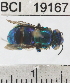  ( - YB-BCI19167)  @13 [ ] No Rights Reserved (2011) Yves Basset Smithsonian Tropical Research Institute