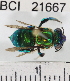  ( - YB-BCI21667)  @14 [ ] No Rights Reserved (2011) Yves Basset Smithsonian Tropical Research Institute