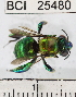  ( - YB-BCI25480)  @14 [ ] No Rights Reserved (2011) Yves Basset Smithsonian Tropical Research Institute