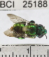  ( - YB-BCI25188)  @14 [ ] No Rights Reserved (2011) Yves Basset Smithsonian Tropical Research Institute