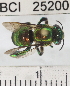  ( - YB-BCI25200)  @14 [ ] No Rights Reserved (2011) Yves Basset Smithsonian Tropical Research Institute