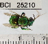  ( - YB-BCI25210)  @14 [ ] No Rights Reserved (2011) Yves Basset Smithsonian Tropical Research Institute