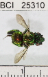  ( - YB-BCI25310)  @11 [ ] No Rights Reserved (2011) Yves Basset Smithsonian Tropical Research Institute