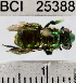  ( - YB-BCI25388)  @14 [ ] No Rights Reserved (2011) Yves Basset Smithsonian Tropical Research Institute