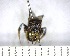  (Neocorynura sp. 1YB - YB-BCI175446)  @11 [ ] No Rights Reserved  Unspecified Unspecified