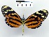  ( - YB-BCI2731)  @14 [ ] No Rights Reserved  Unspecified Unspecified