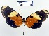  (Hypothyris euclea - YB-BCI4501)  @14 [ ] No Rights Reserved  Unspecified Unspecified