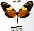  (Hypothyris lycaste callspilaDHJ01 - YB-BCI13391)  @14 [ ] No Rights Reserved  Unspecified Unspecified
