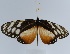  (Hyalyris excelsa - YB-BCI77279.1)  @11 [ ] No Rights Reserved  Unspecified Unspecified