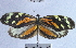  (Dismorphia amphione - YB-BCI35802)  @14 [ ] No Rights Reserved (2011) Unspecified Unspecified