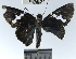  ( - YB-BCI50213)  @11 [ ] No Rights Reserved  Unspecified Unspecified