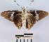  ( - YB-BCI6215)  @12 [ ] No Rights Reserved  Unspecified Unspecified