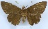  (Dyscophellus nicephorus - YB-BCI141733)  @11 [ ] No Rights Reserved  Unspecified Unspecified