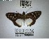  ( - YB-BCI184181)  @11 [ ] No Rights Reserved  Unspecified Unspecified