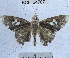  (Carystoides sp. 1YB - YB-BCI24707)  @13 [ ] No Rights Reserved (2011) Unspecified Unspecified