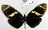  (Heliconius sara - YB-BCI12172)  @13 [ ] No Rights Reserved  Unspecified Unspecified