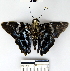  (Myscelus assaricus - YB-BCI55897)  @11 [ ] No Rights Reserved  Unspecified Unspecified