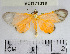  (Pseudomennis sp. 1YB - YB-BCI171318)  @11 [ ] No Rights Reserved  Unspecified Unspecified