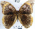  (Catoblepia orgetorix - YB-BCI66075)  @13 [ ] No Rights Reserved  Unspecified Unspecified