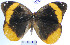  (Catoblepia berecynthia - YB-BCI64698)  @13 [ ] No Rights Reserved  Unspecified Unspecified