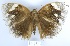  (Dynastor darius - YB-BCI154205)  @13 [ ] No Rights Reserved  Unspecified Unspecified