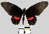 (Parides eurimedes mycale - YB-BCI7751)  @14 [ ] No Rights Reserved  Unspecified Unspecified