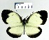  (Itaballia pandosia - YB-BCI2912)  @15 [ ] No Rights Reserved  Unspecified Unspecified
