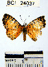  ( - YB-BCI24037)  @13 [ ] No Rights Reserved  Unspecified Unspecified