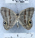  (Euselasia hygenius - YB-BCI35560)  @12 [ ] No Rights Reserved (2011) Unspecified Unspecified