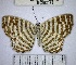  (Cremna thasus - YB-BCI83171.1)  @11 [ ] No Rights Reserved  Unspecified Unspecified