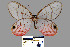  (Cithaerias - YB-BCI21412)  @14 [ ] No Rights Reserved  Unspecified Unspecified